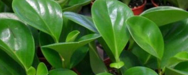 圆叶椒草的寓意是什么（皱叶椒草的寓意）