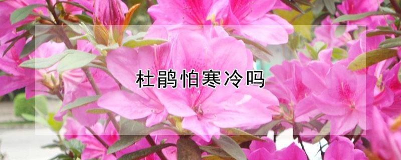 杜鹃怕寒冷吗（簕杜鹃怕冷吗）
