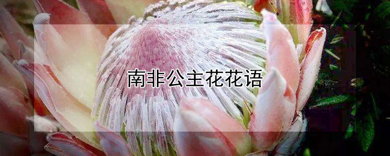 南非公主花花语 南非公主的花语