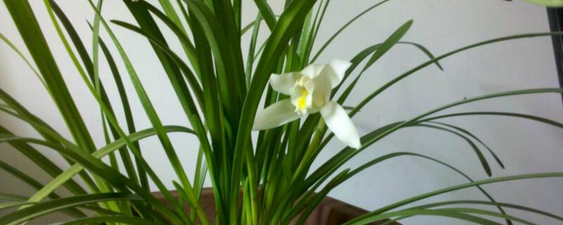 兰花的花语（兰花的花语图片大全）