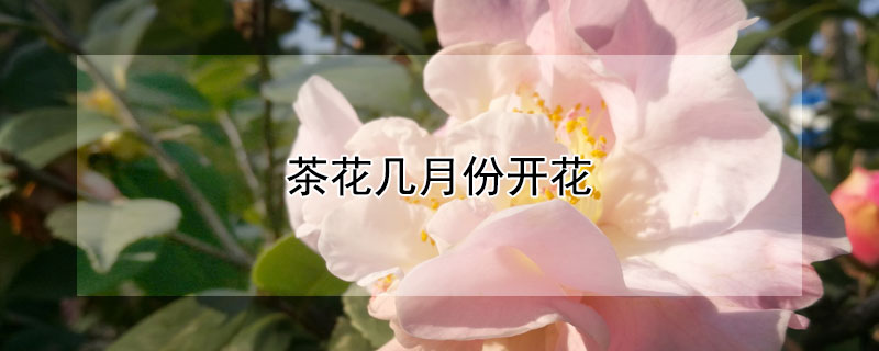 茶花几月份开花 香水茶花几月份开花