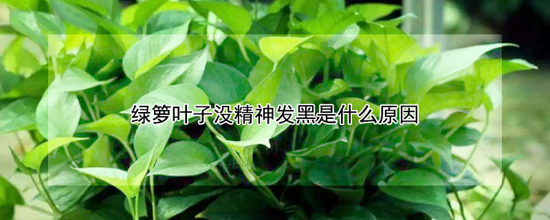 绿箩叶子没精神发黑是什么原因(绿萝叶子发黑怎么办)