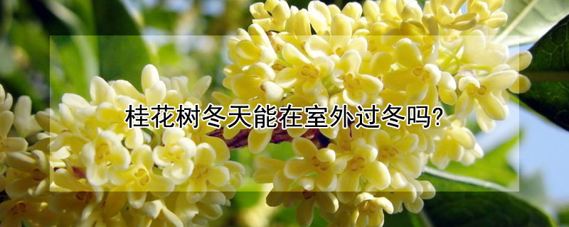 桂花树冬天能在室外过冬吗?（桂花树冬天在外面怎么过冬）