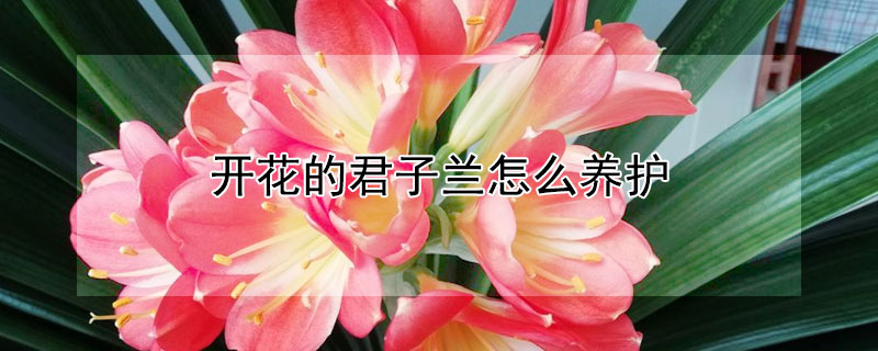 开花的君子兰怎么养护（怎样养护君子兰才能开花）