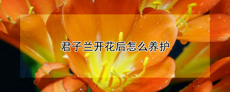 君子兰开花后怎么养护（君子兰开花后怎样养护）