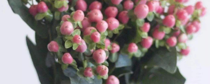 火龙珠的寓意（火龙珠的寓意象征意义）