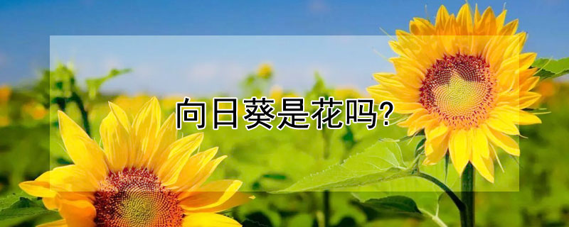 向日葵是花吗? 向日葵是花吗?为什么?