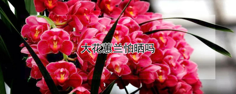 大花蕙兰怕晒吗 大花蕙兰冬天怕冻吗