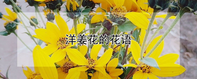 洋姜花的花语 姜花的花语是什么