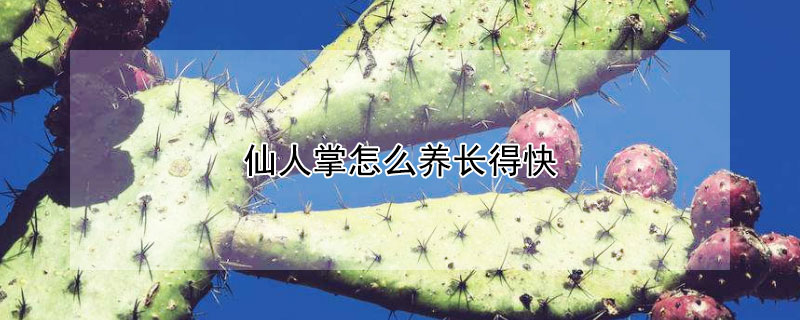 仙人掌怎么养长得快（盆栽仙人掌怎么养才能长好）