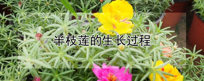 半枝莲的生长过程（半枝莲的生长周期）