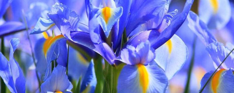 鸢尾花的花语是什么 蓝色鸢尾花的花语是什么