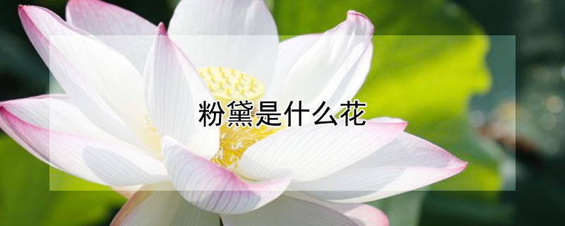 粉黛是什么花 粉黛花长什么样子