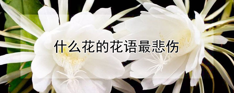 什么花的花语最悲伤(什么花的花语很伤感)