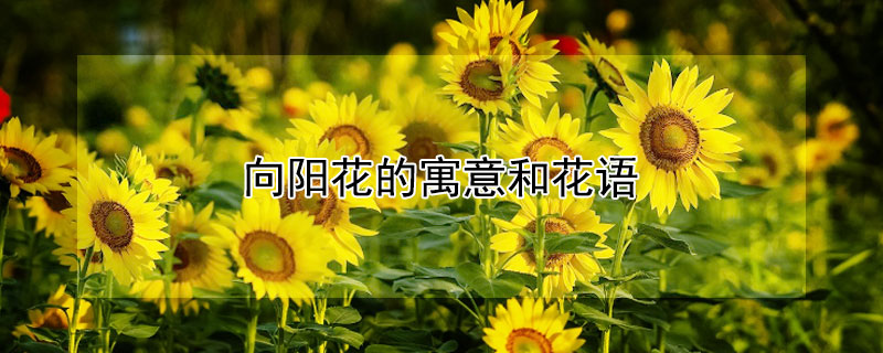 向阳花的寓意和花语 向阳花的寓意和花语带字壁纸