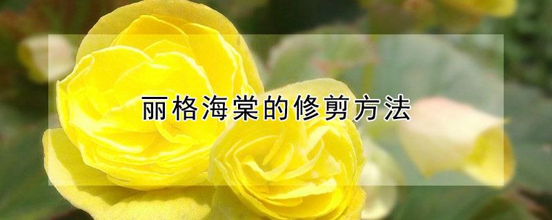 丽格海棠的修剪方法（丽格海棠开过花之后怎么剪修剪）