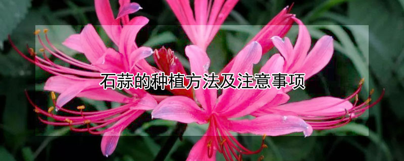 石蒜的种植方法及注意事项（石蒜盆栽注意事项）