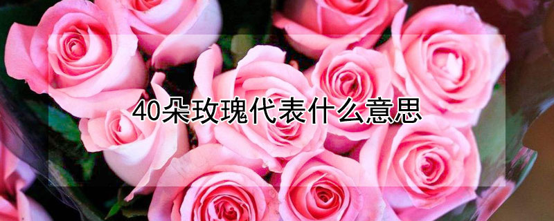 40朵玫瑰代表什么意思（40朵玫瑰的意思）