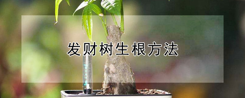 发财树生根方法（裸根发财树生根方法）