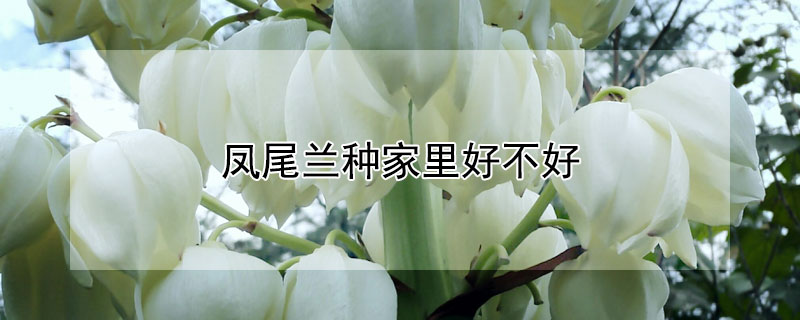 凤尾兰种家里好不好（凤尾兰种家里风水好不好）