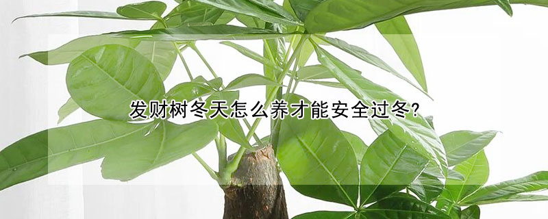 发财树冬天怎么养才能安全过冬?（发财树冬天应该怎么养）