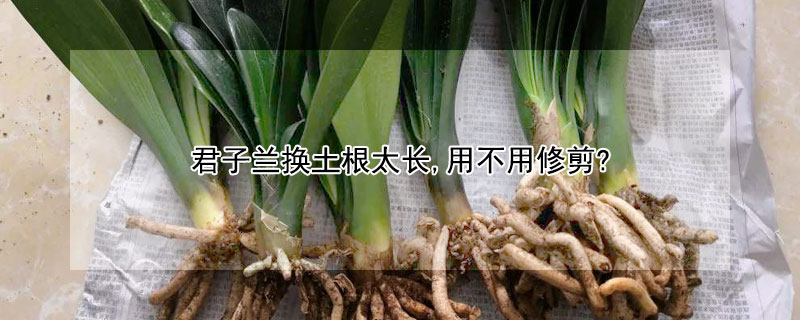 君子兰换土根太长,用不用修剪? 换君子兰土根长能剪吗
