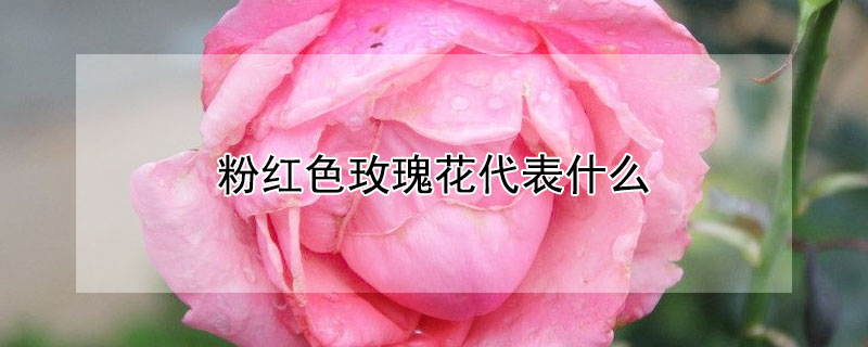粉红色玫瑰花代表什么（粉红色玫瑰花代表什么意思）