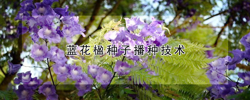 蓝花楹种子播种技术（蓝花楹种子怎么播种）