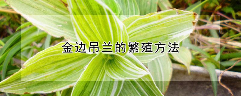 金边吊兰的繁殖方法 金边吊兰种植方法