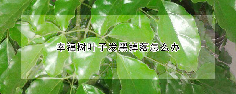 幸福树叶子发黑掉落怎么办 幸福树叶子发黑脱落怎么办