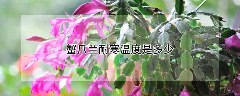 蟹爪兰耐寒温度是多少 蟹爪兰耐受的最低温度是多少