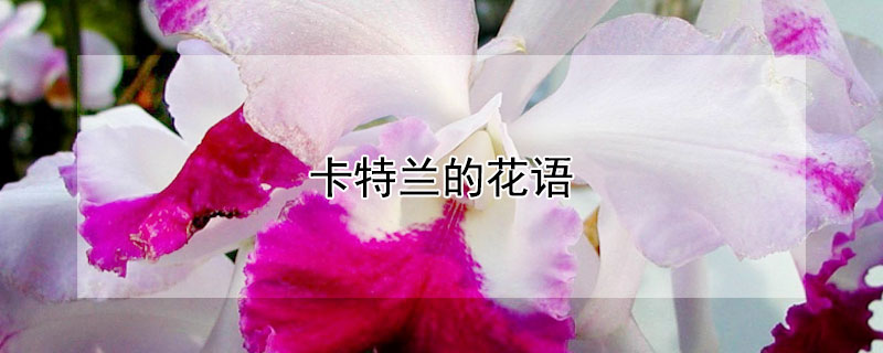 卡特兰的花语 卡特兰的花语是什么