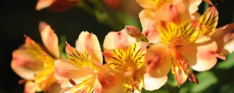 六出花花语(六出花花语美句)