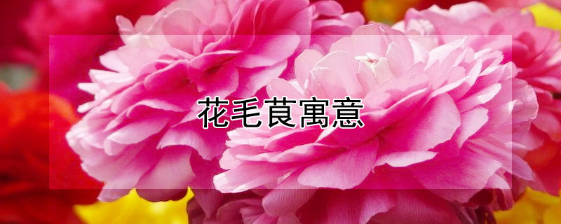 花毛茛寓意 花毛茛象征了什么