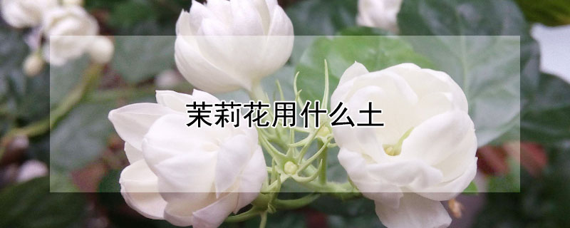 茉莉花用什么土(茉莉花用什么土壤)