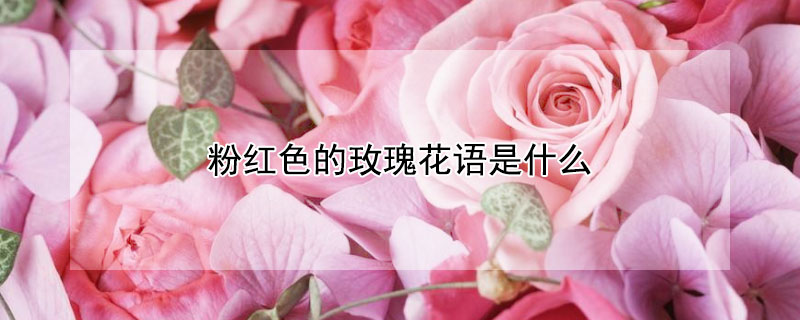 粉红色的玫瑰花语是什么（粉红色玫瑰的花语是什么意思）