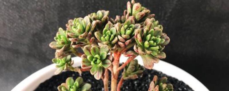 小人祭花语是什么（小人祭又叫什么）