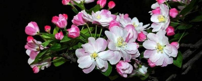 西府海棠花语(西府海棠花语为什么是单恋)