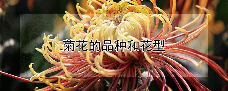 菊花的品种和花型 菊花的品种和花型介绍