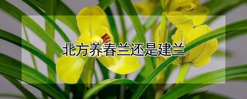 北方养春兰还是建兰（建兰适合北方养吗）