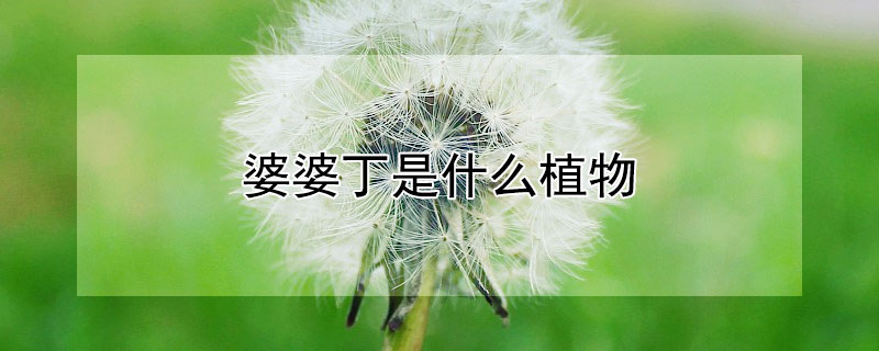 婆婆丁是什么植物（跟婆婆丁长得很像的植物）