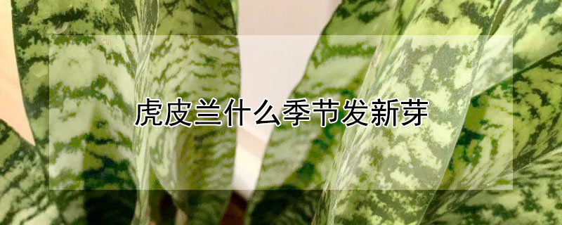 虎皮兰什么季节发新芽（虎皮兰侧芽什么季节长出来）