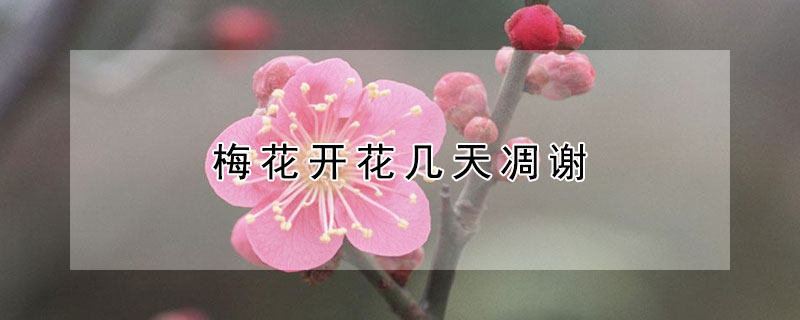 梅花开花几天凋谢（梅花什么时候凋谢）