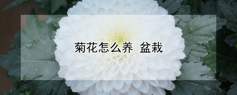 菊花怎么养 菊花怎么养才能更旺盛