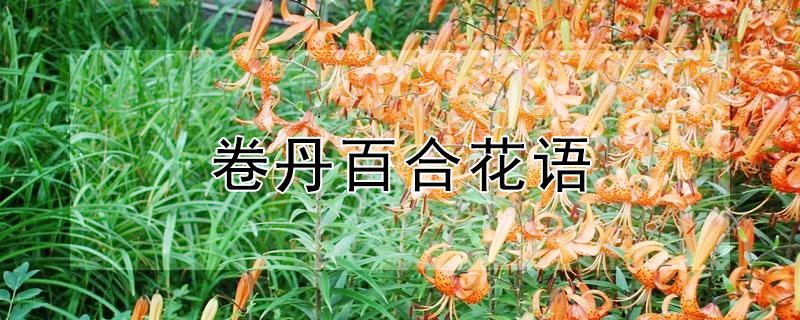 卷丹百合花语（卷丹百合花寓意）