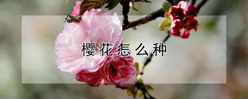 樱花怎么种（樱花怎么种才美）
