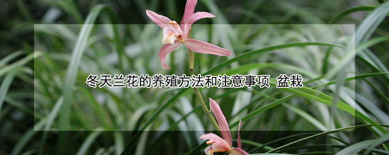 冬天兰花的养殖方法和注意事项 冬季兰花的养殖方法和注意事项