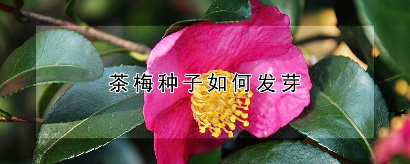 茶梅种子如何发芽（茶种子的发芽的技术）