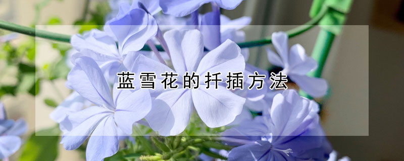 蓝雪花的扦插方法 蓝雪花的扦插方法和注意事项