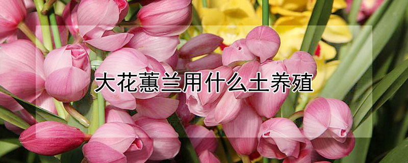 大花蕙兰用什么土养殖（大花蕙兰用什么土栽培）